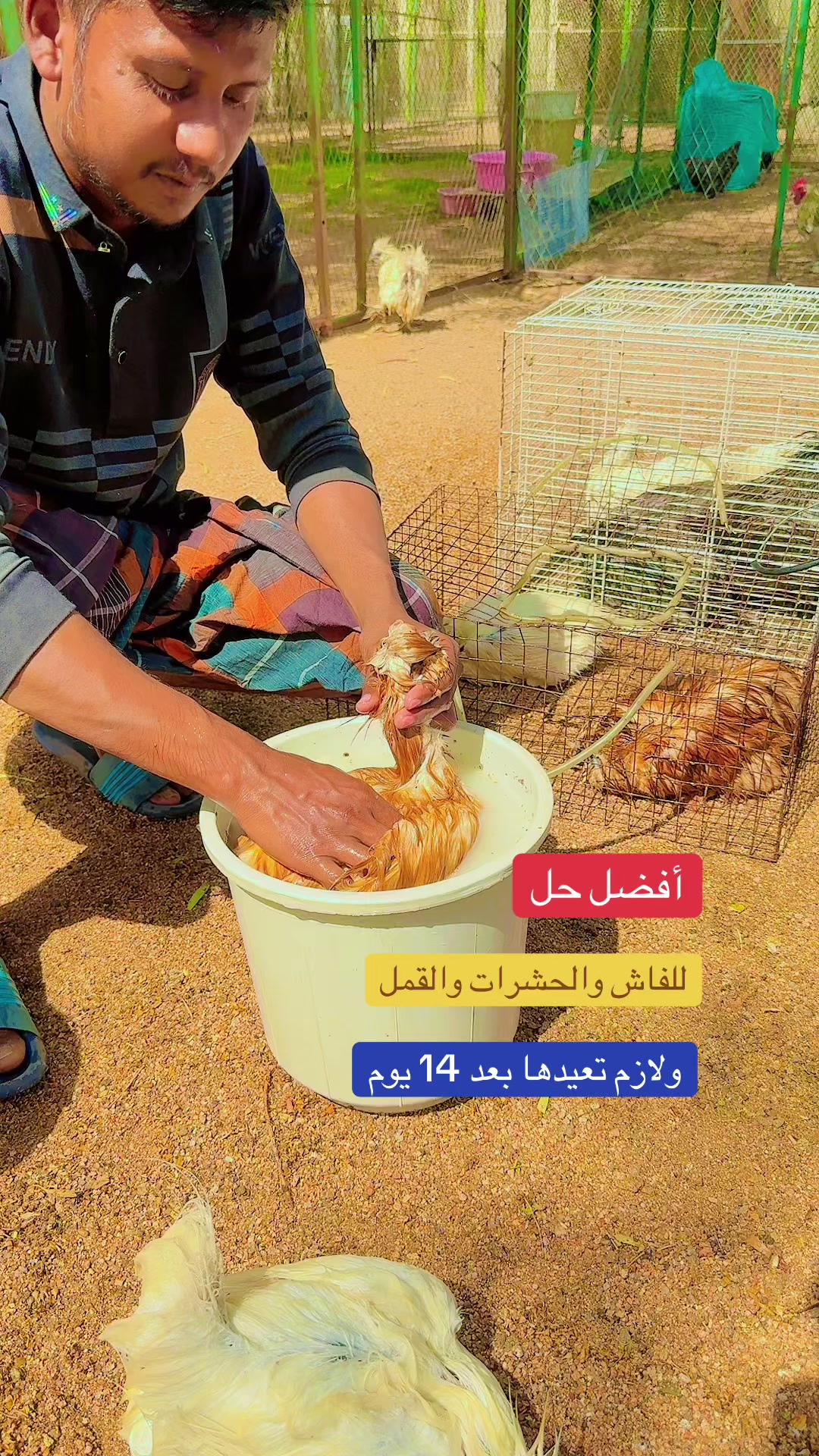 @نوادر الدجاج الزينه