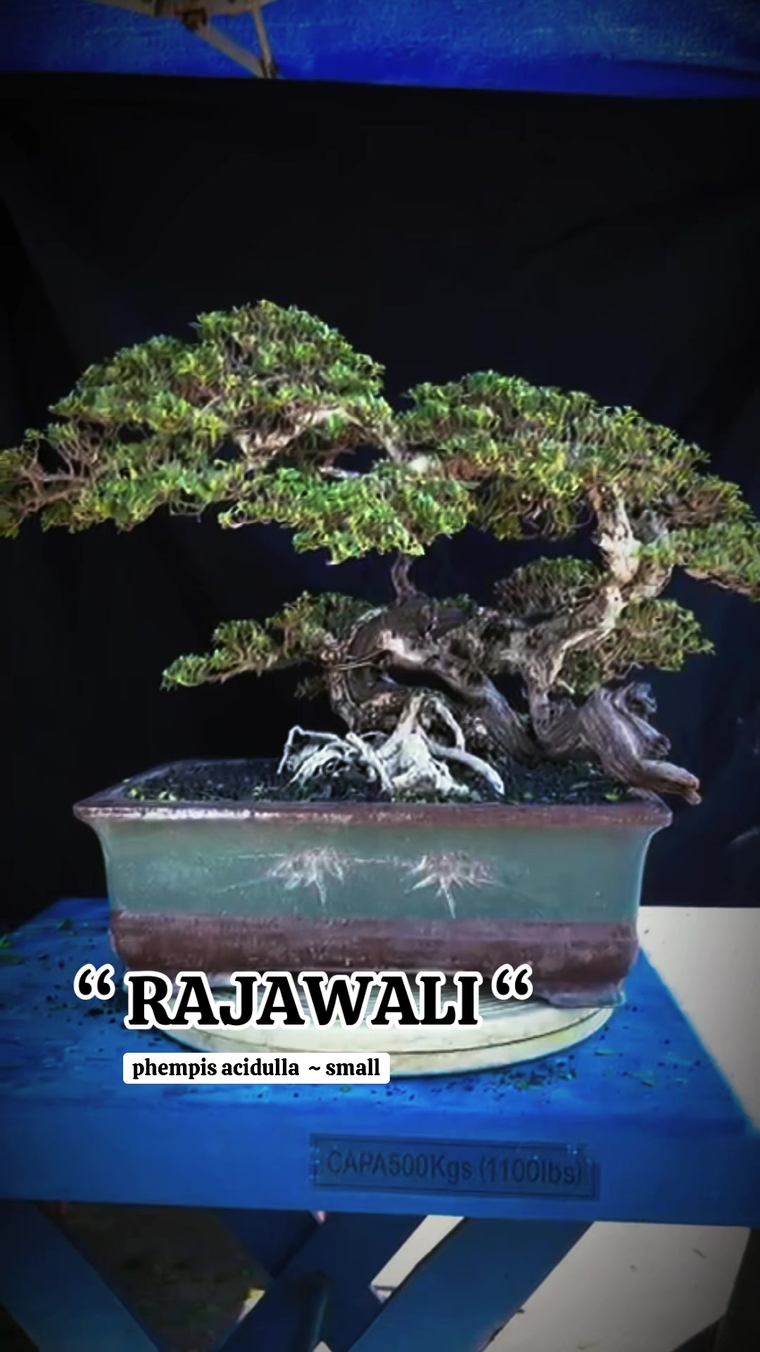 @warbonsai_purwodadi