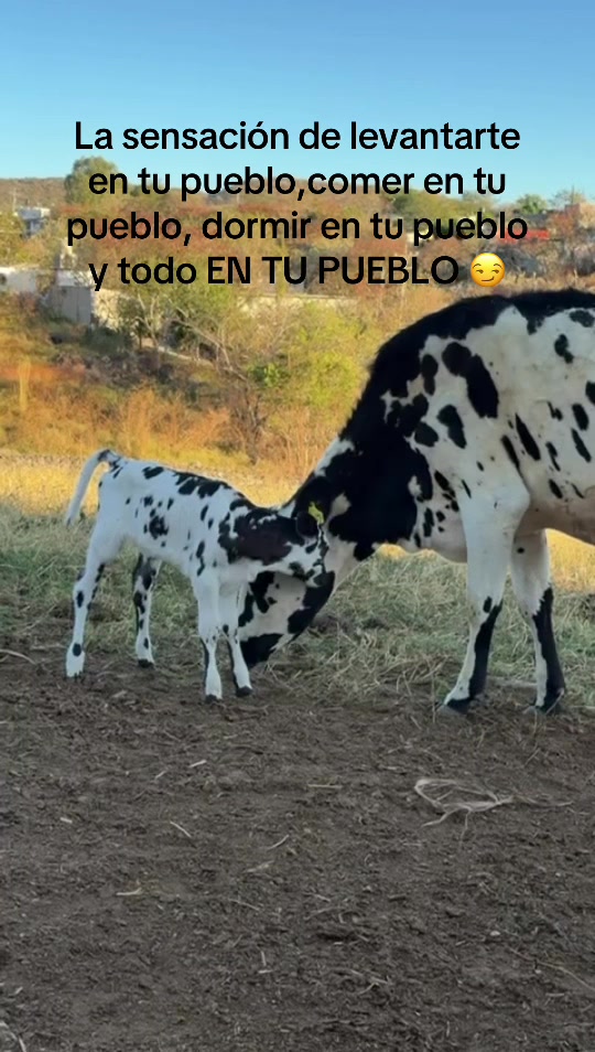 @Soysebascv