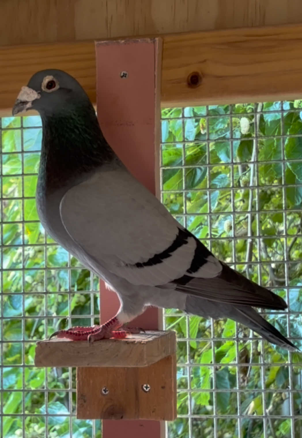 @pigeon.papii
