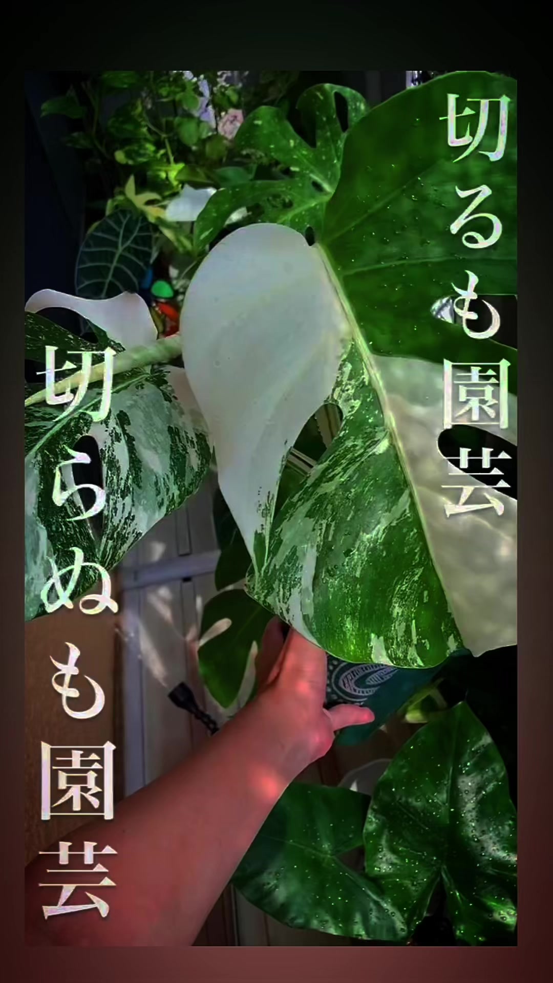 @plantsparadiseplanet