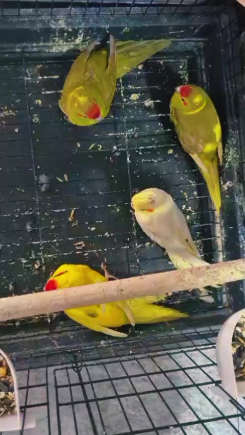 @Թութակներ🦜🐕🦺🐇