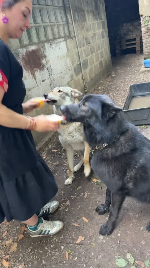 @🐺🐺❤