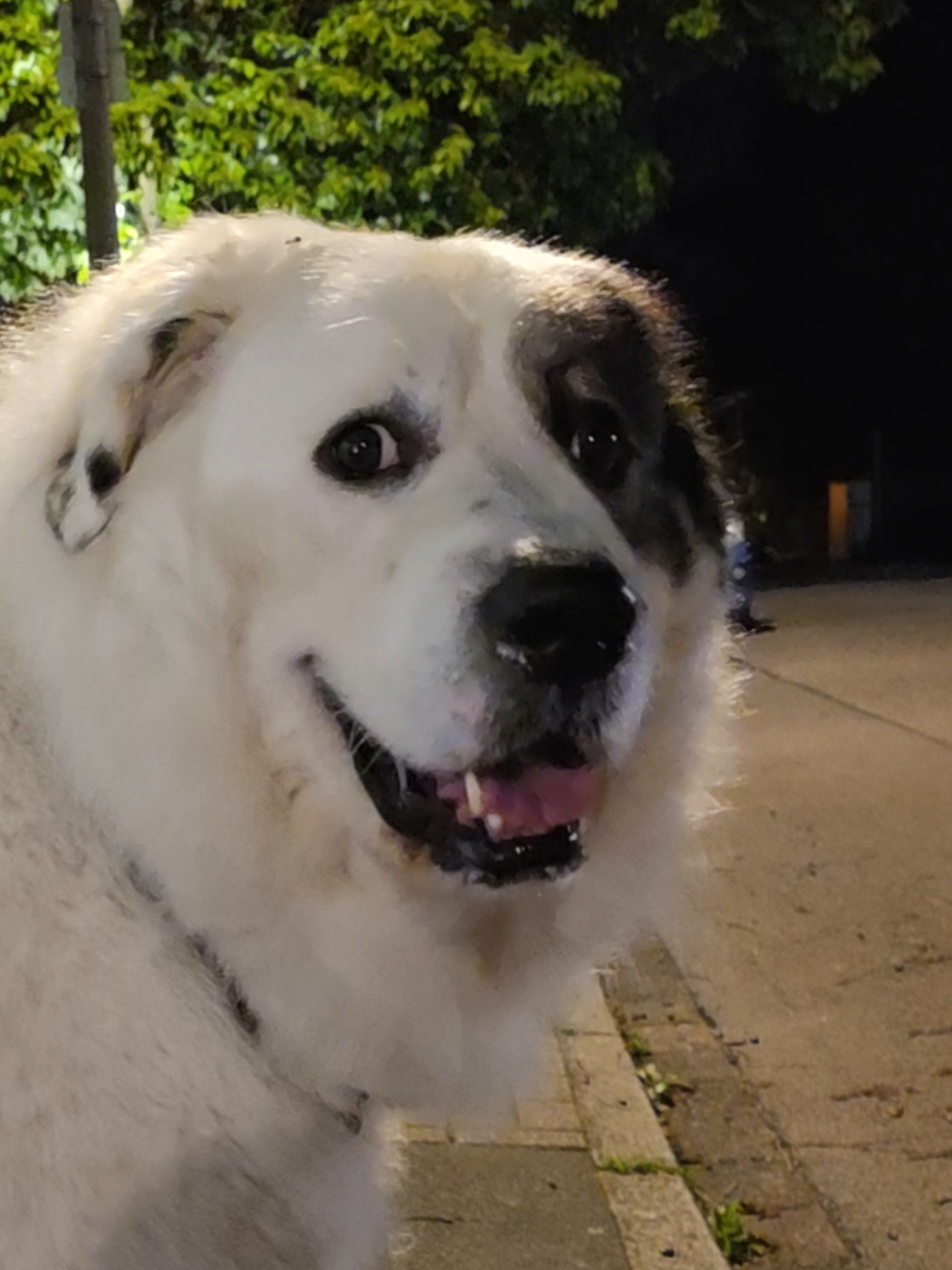 @Cooper😍and😍 I 🐕🏃♂️🫶🏻