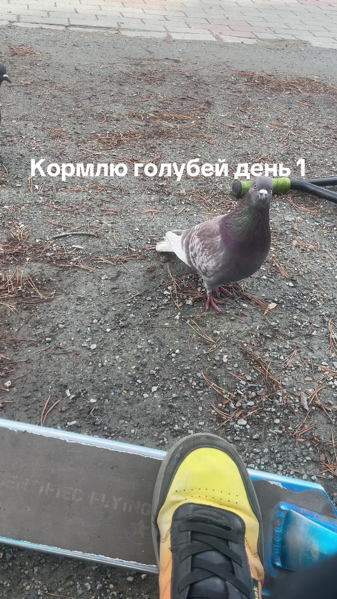@Севун