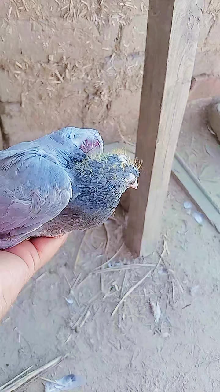 @Arslan Alvi 🇵🇰🇵🇰