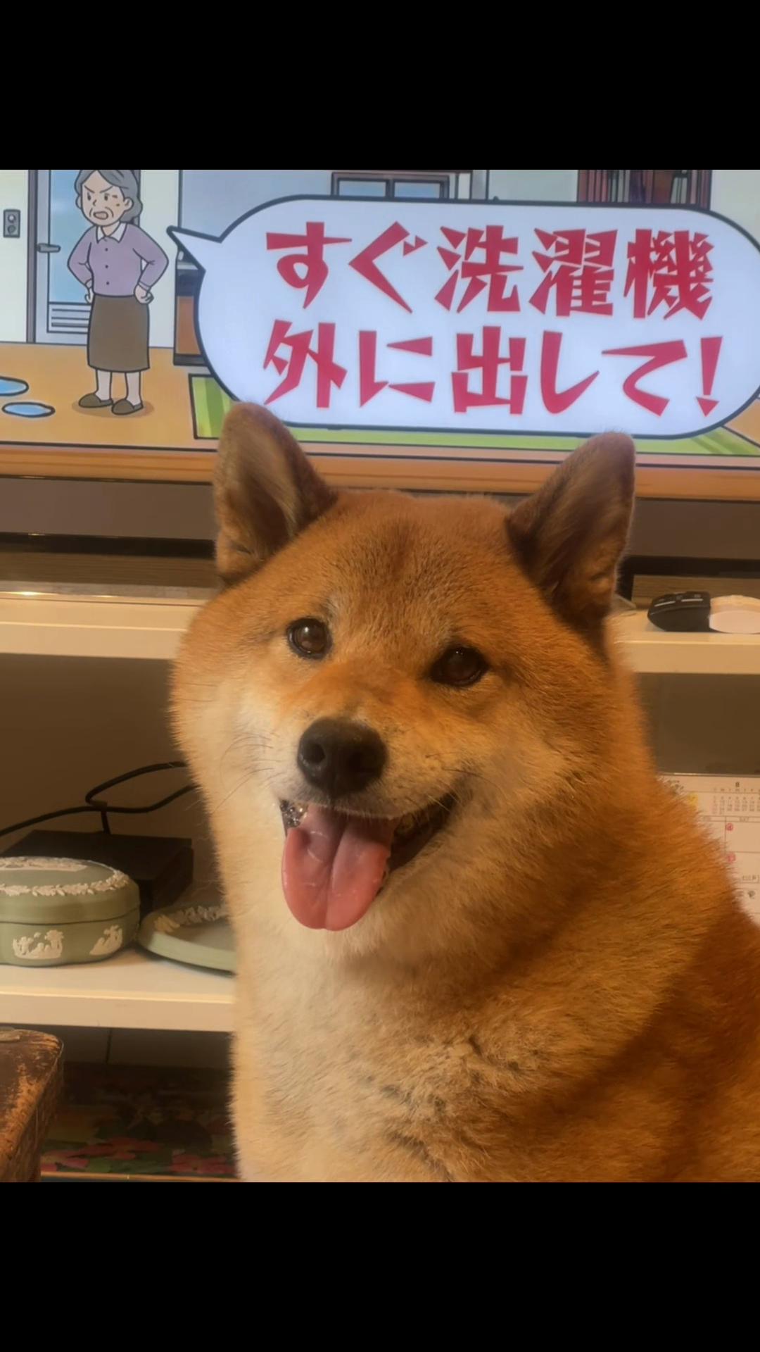 @柴犬むーちゃん