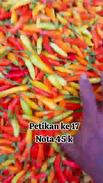 @KANG BERUN GEMOY