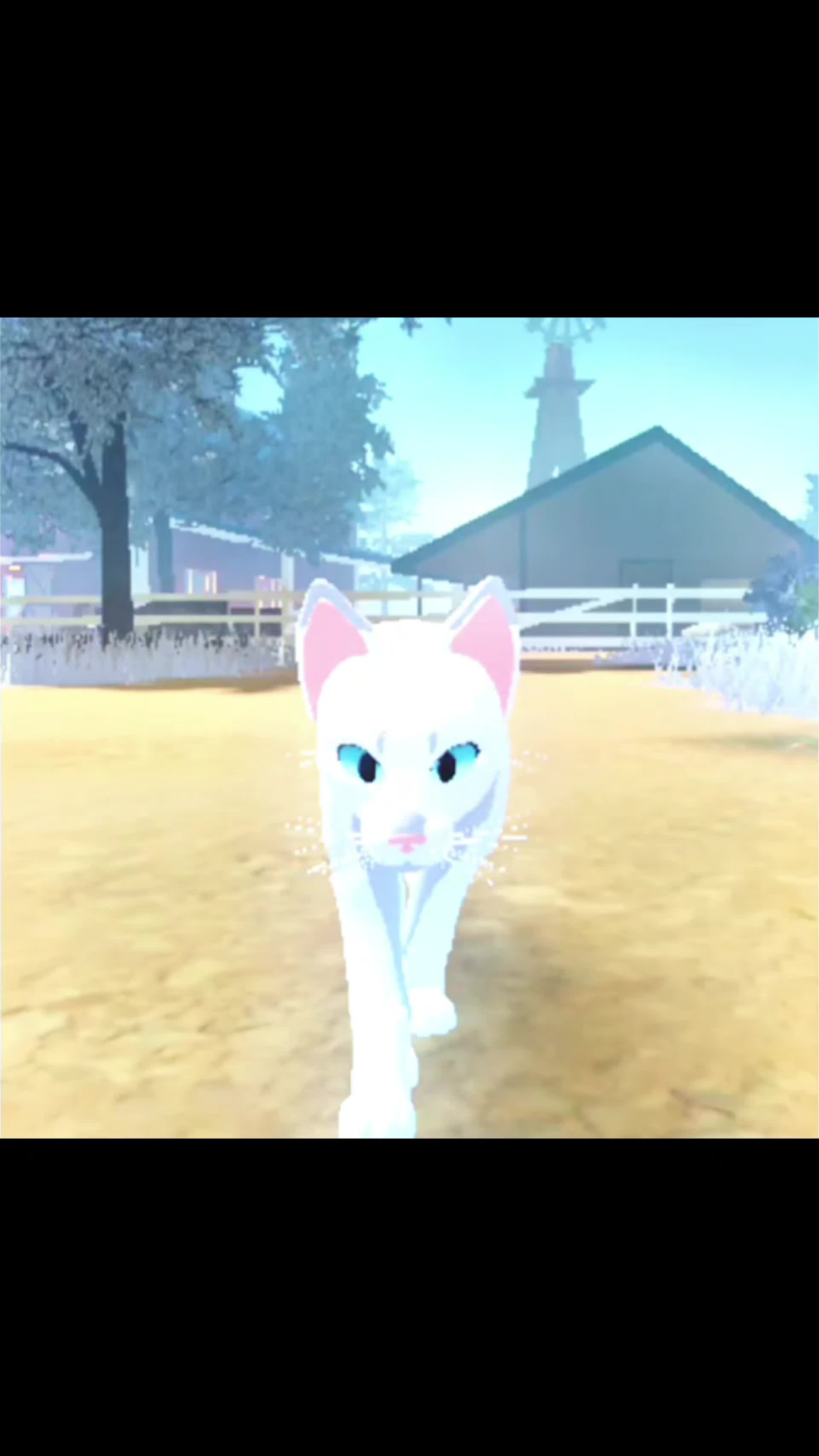 @blackcatchat