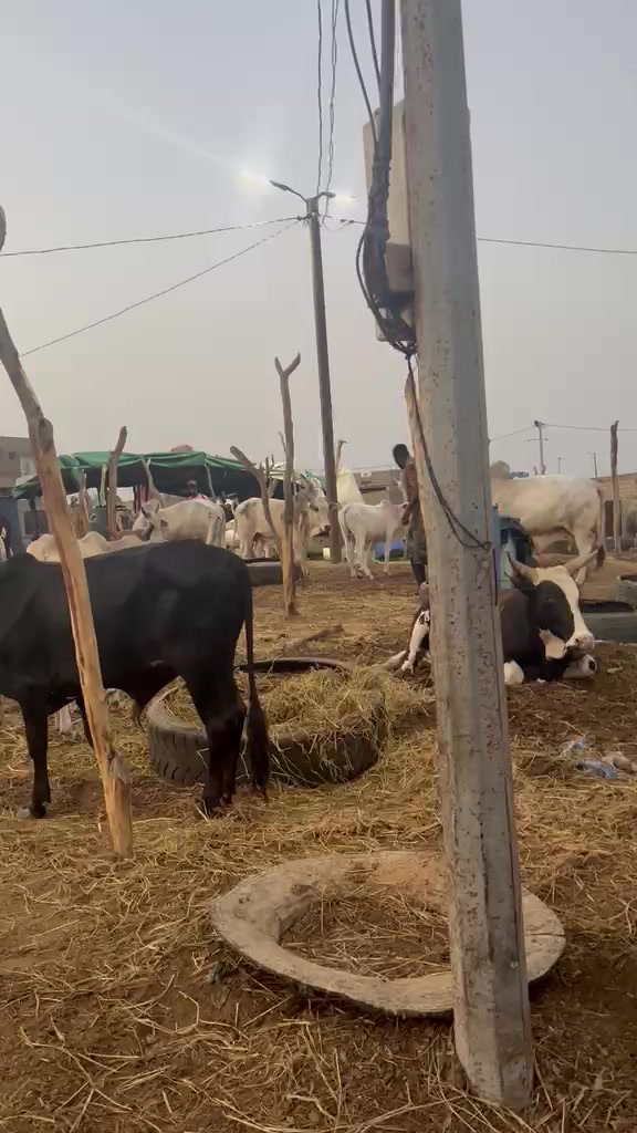 @Weuz🐄Éleveur saint Louis ❤️