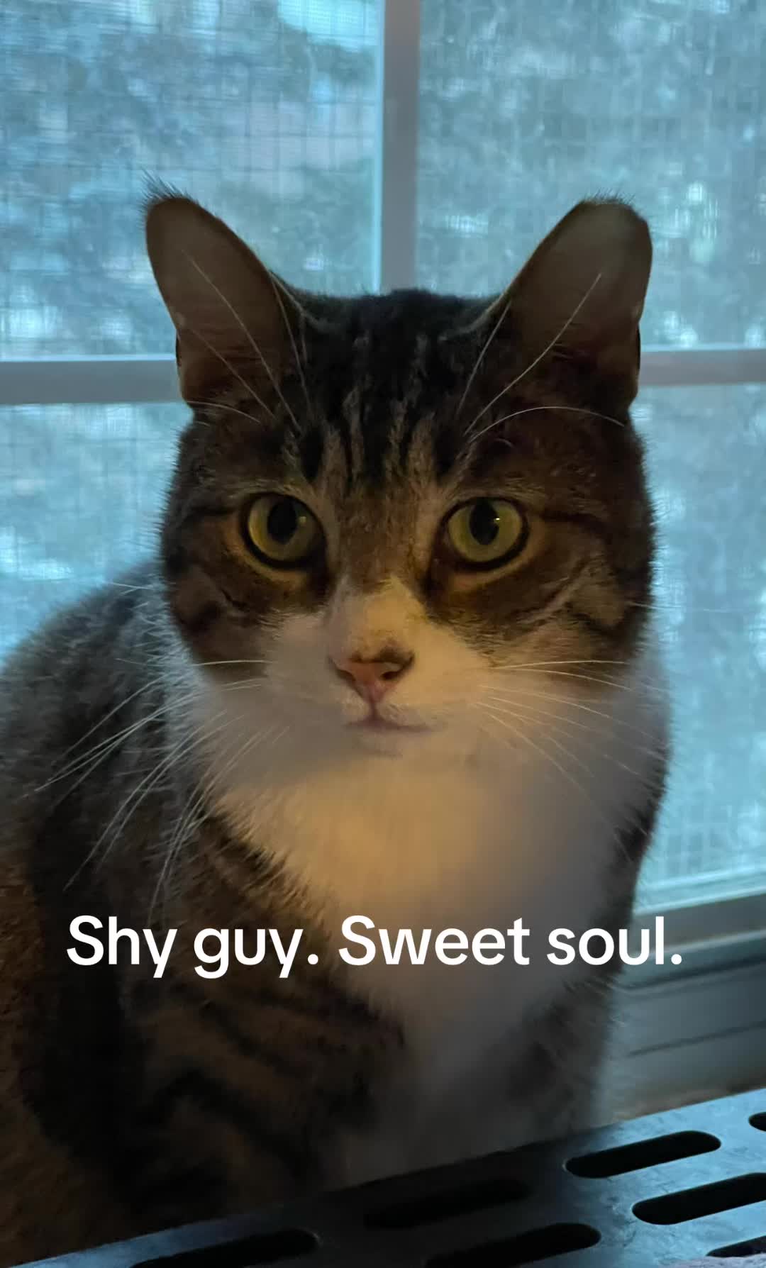 @North Toronto Cat Rescue