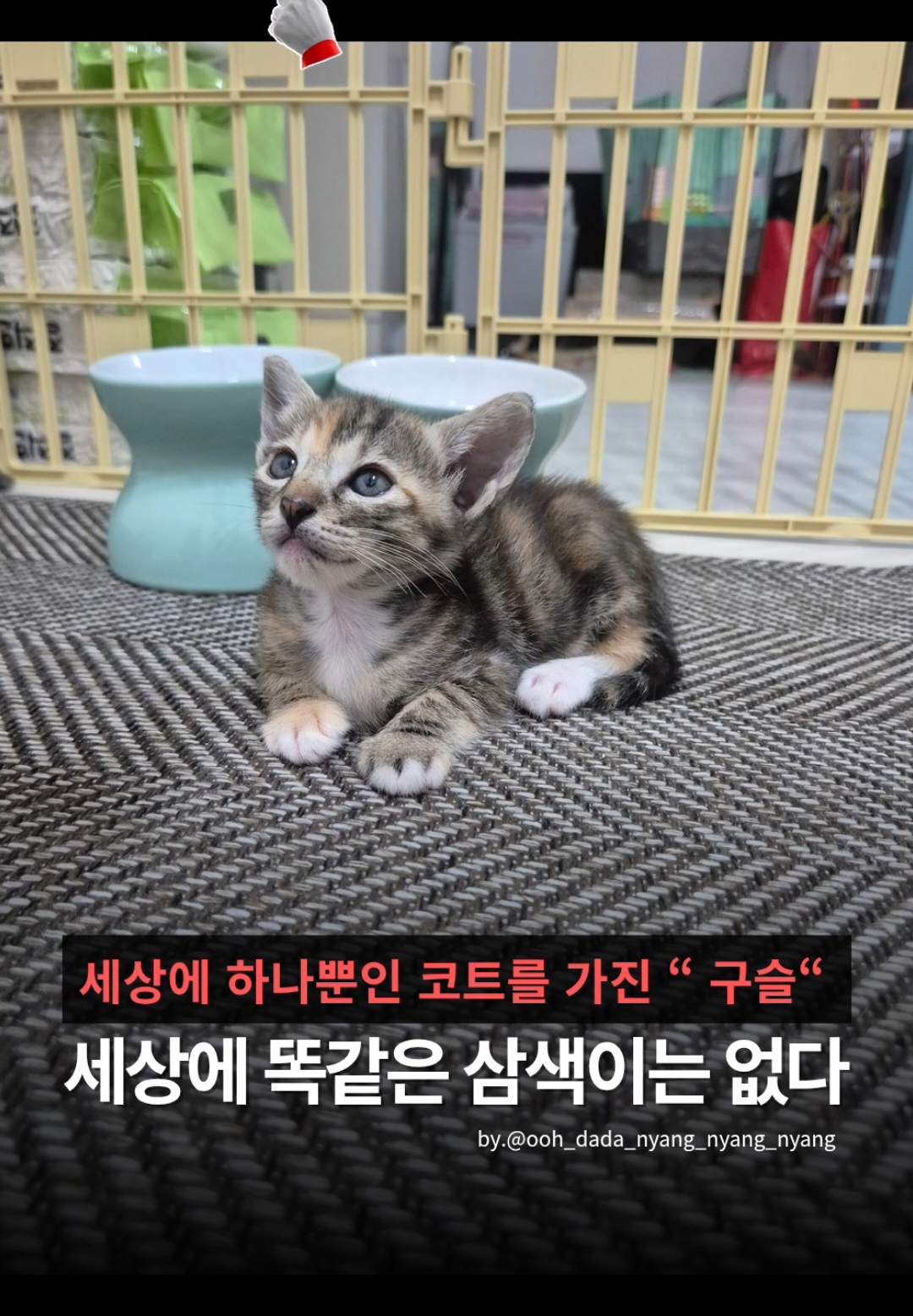@우다다냥냥냥