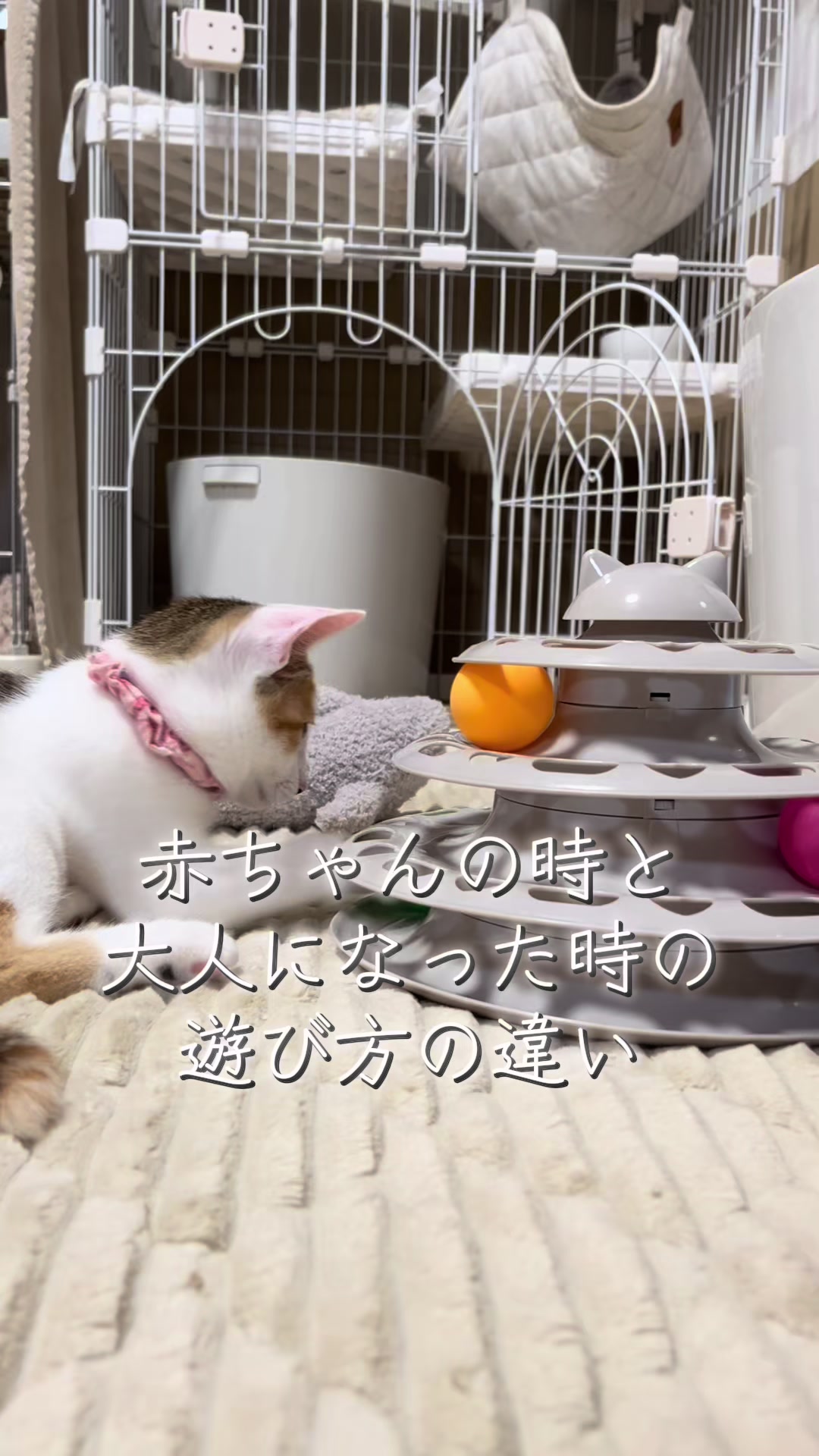 @ふくらんうみ🍶
