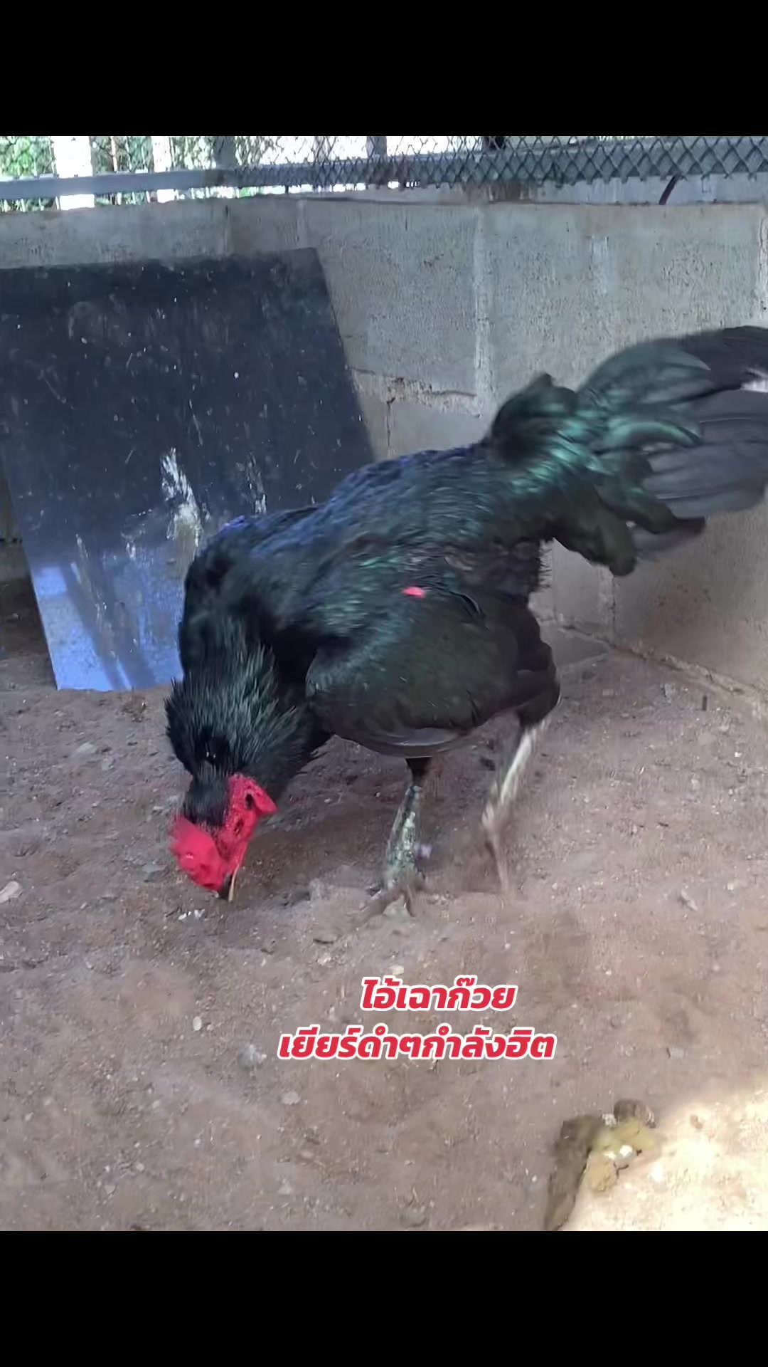 @เฮียนุ่ม บ้านบึง