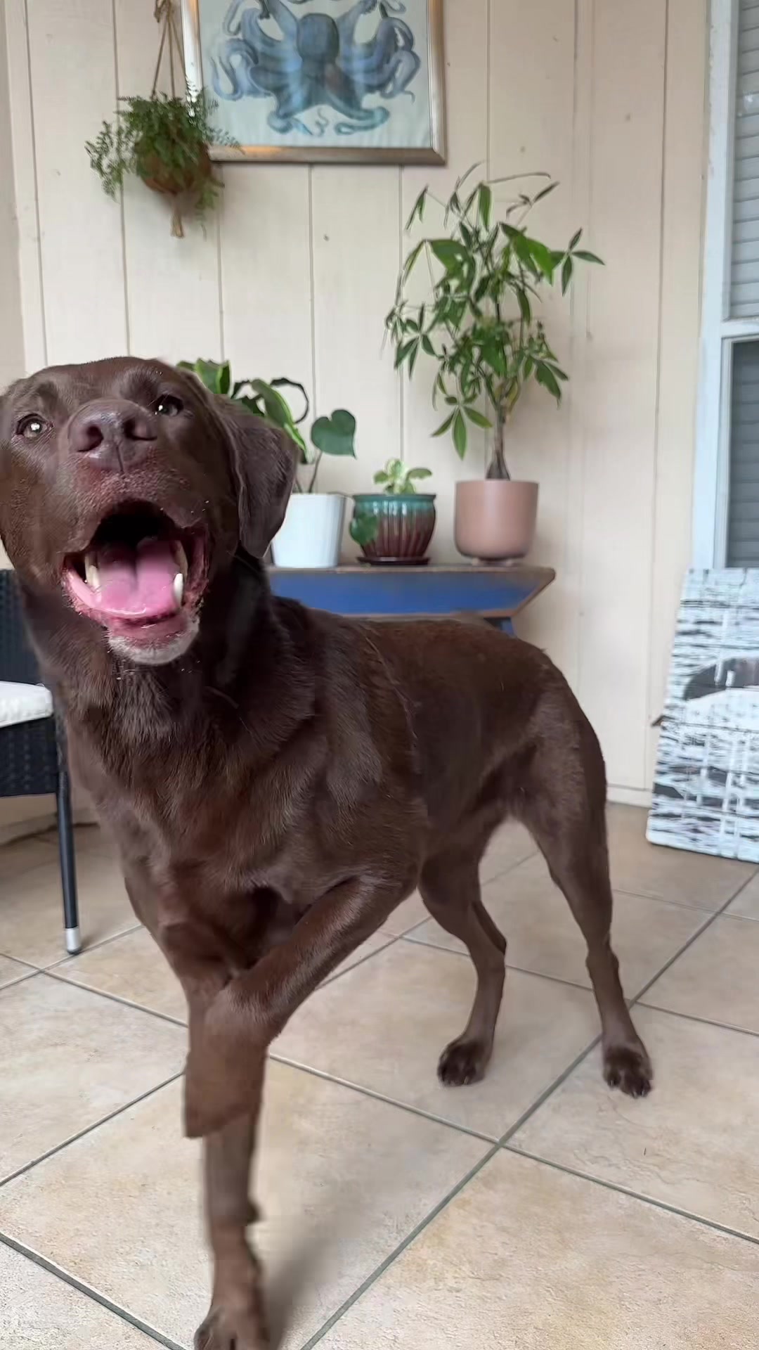@AmandaT | Your Dog is COOL!