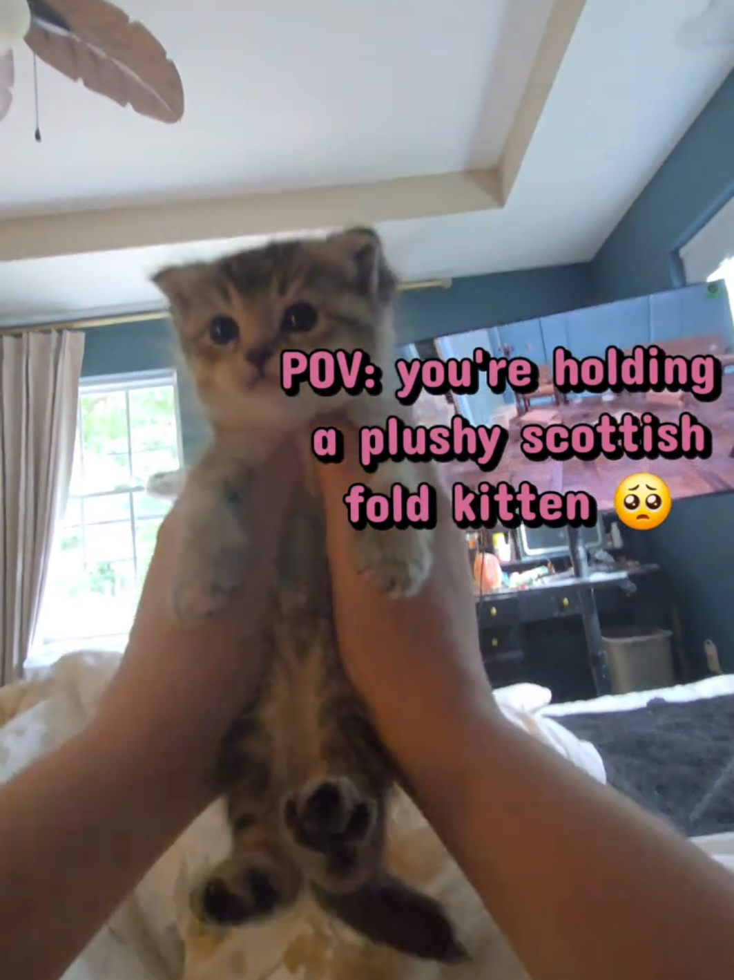 @Brittany's Beauties Kittens
