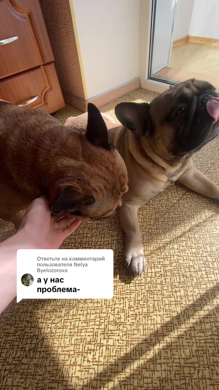 @_holly_bulls_