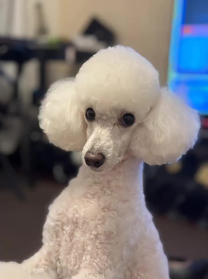 @Rere.(れれ)🐶