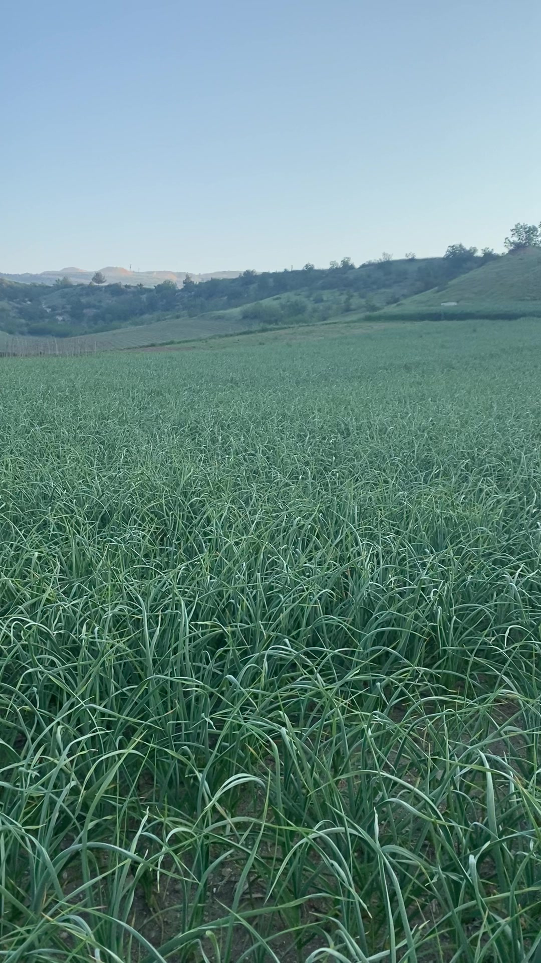 @Hüseyin Köseoğlu (HKlivestock)