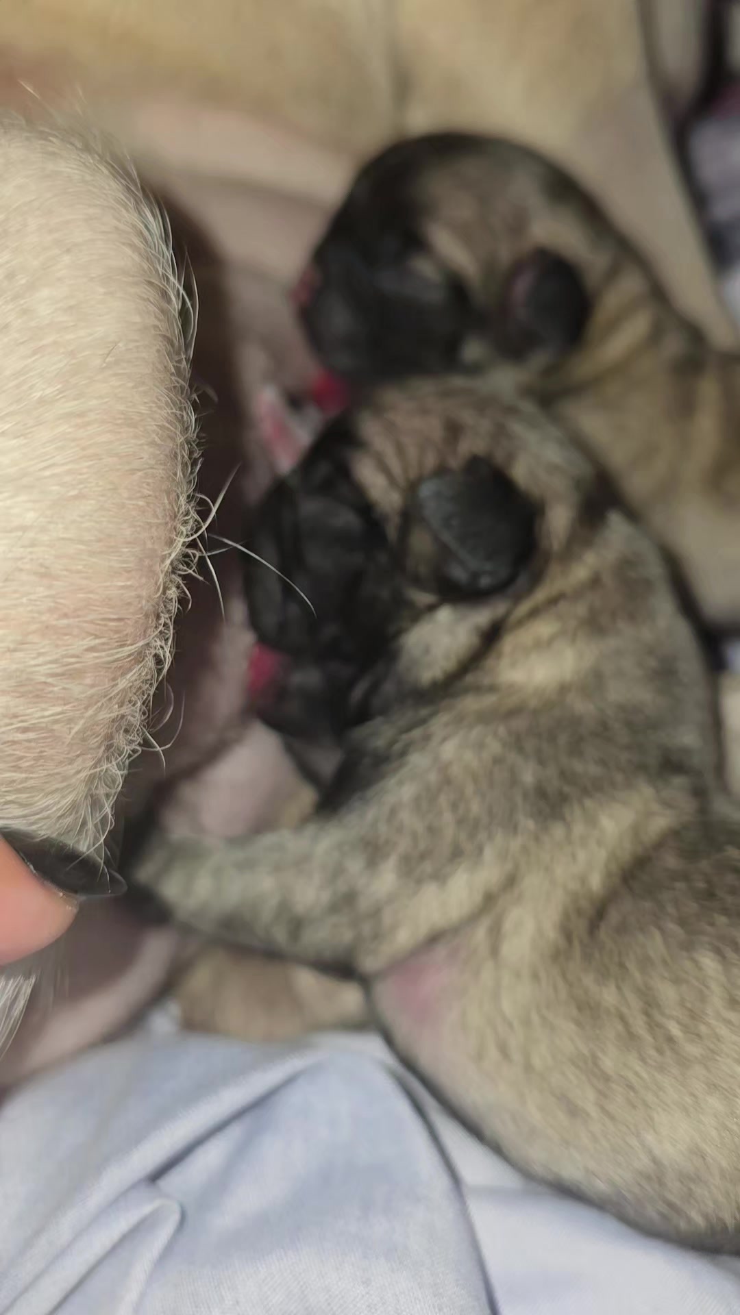 @Lizzylapug🐶🌸
