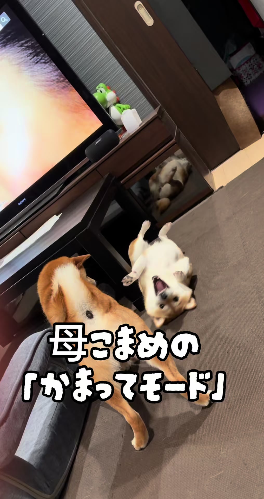 @こまめとしばーず🐾