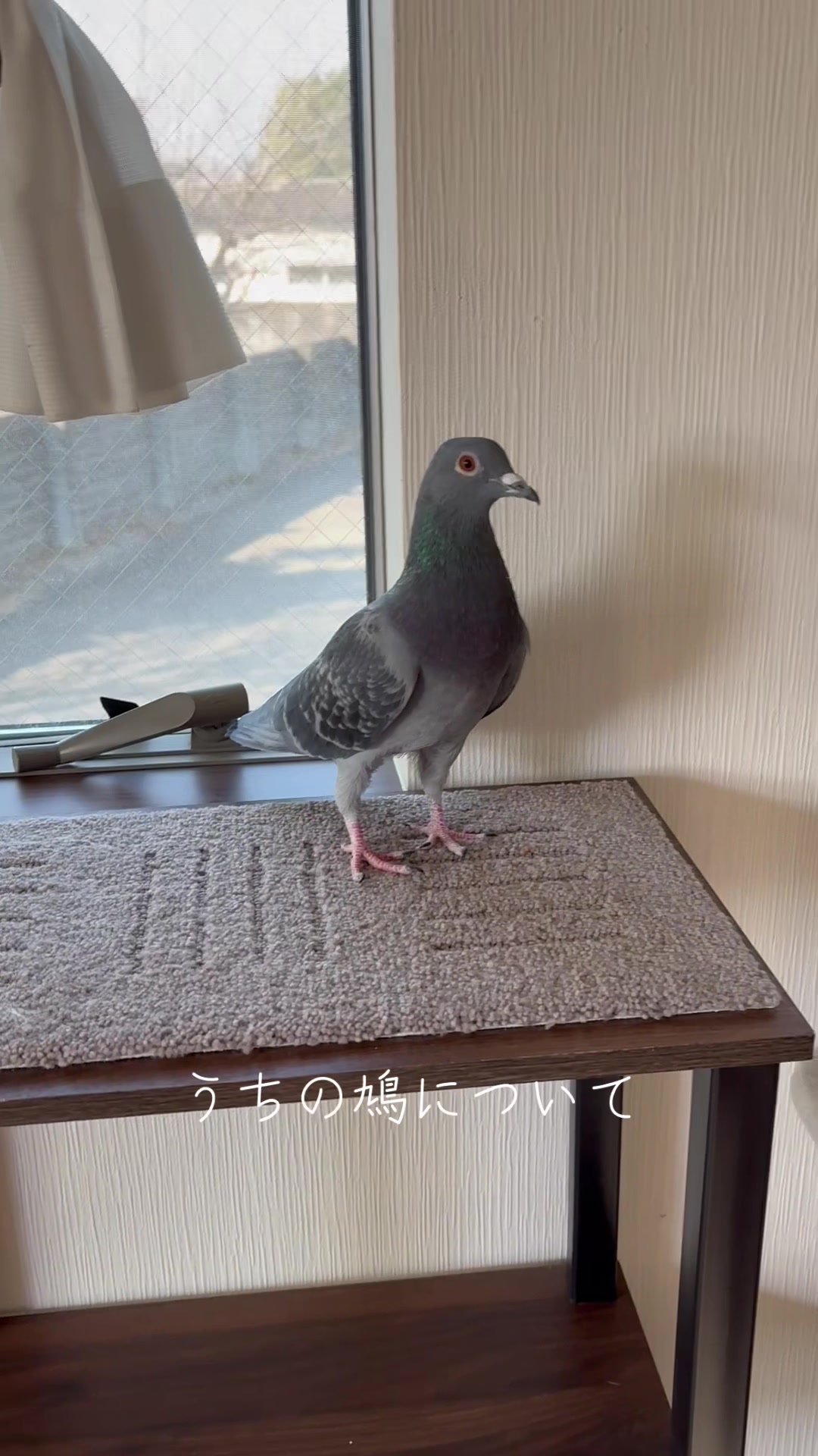 @neko.neko.hato