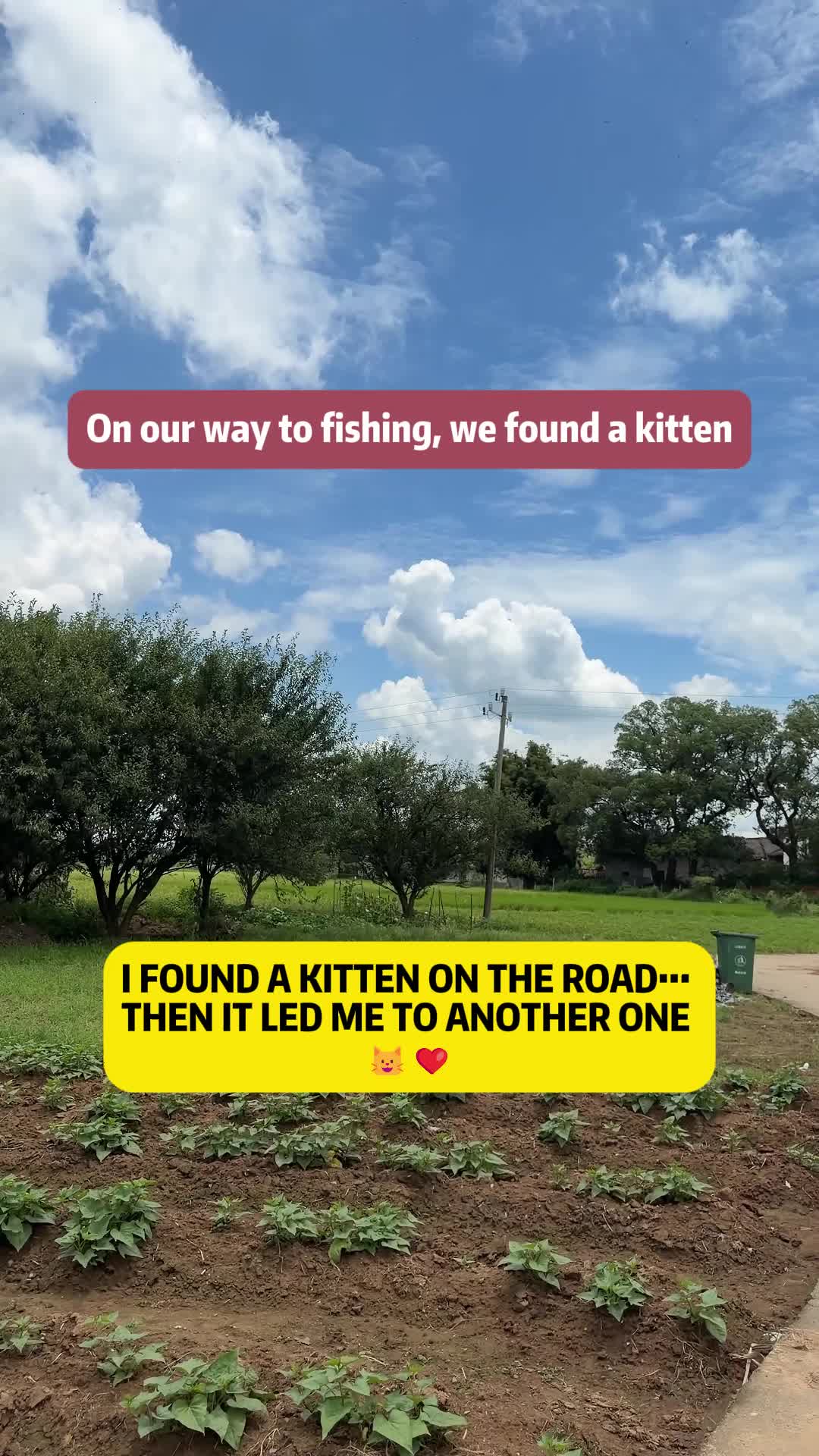 @Stray Cat Talkz