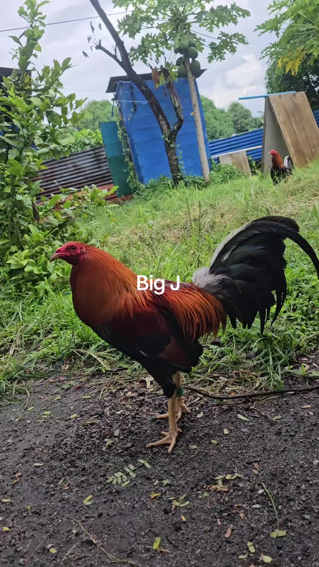 @Big J Gamefarm