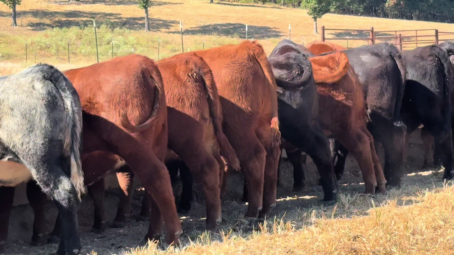 @Massey Land & Cattle