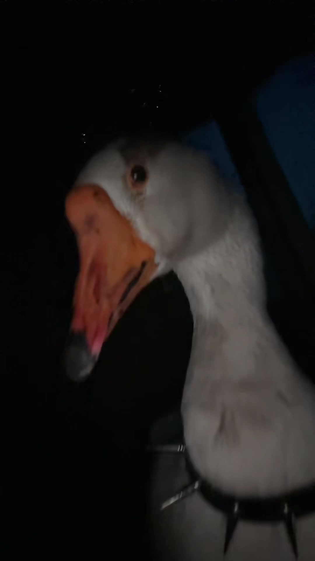 @goose_semyon