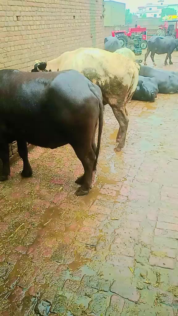 @Hanzala132