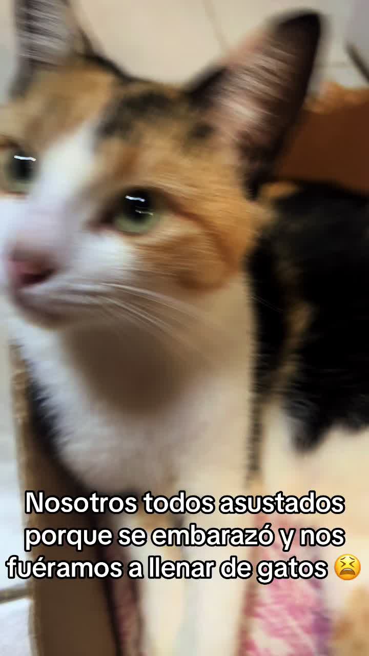 @jazzg0d