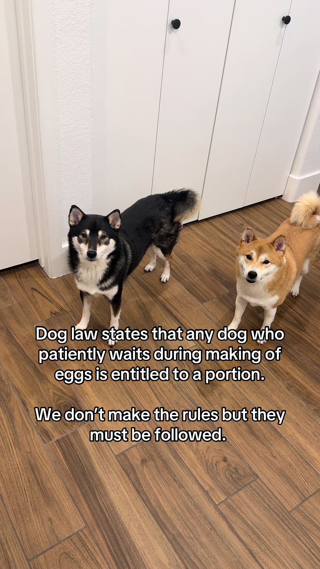 @Flock of Shibas 🐕🐕🐕