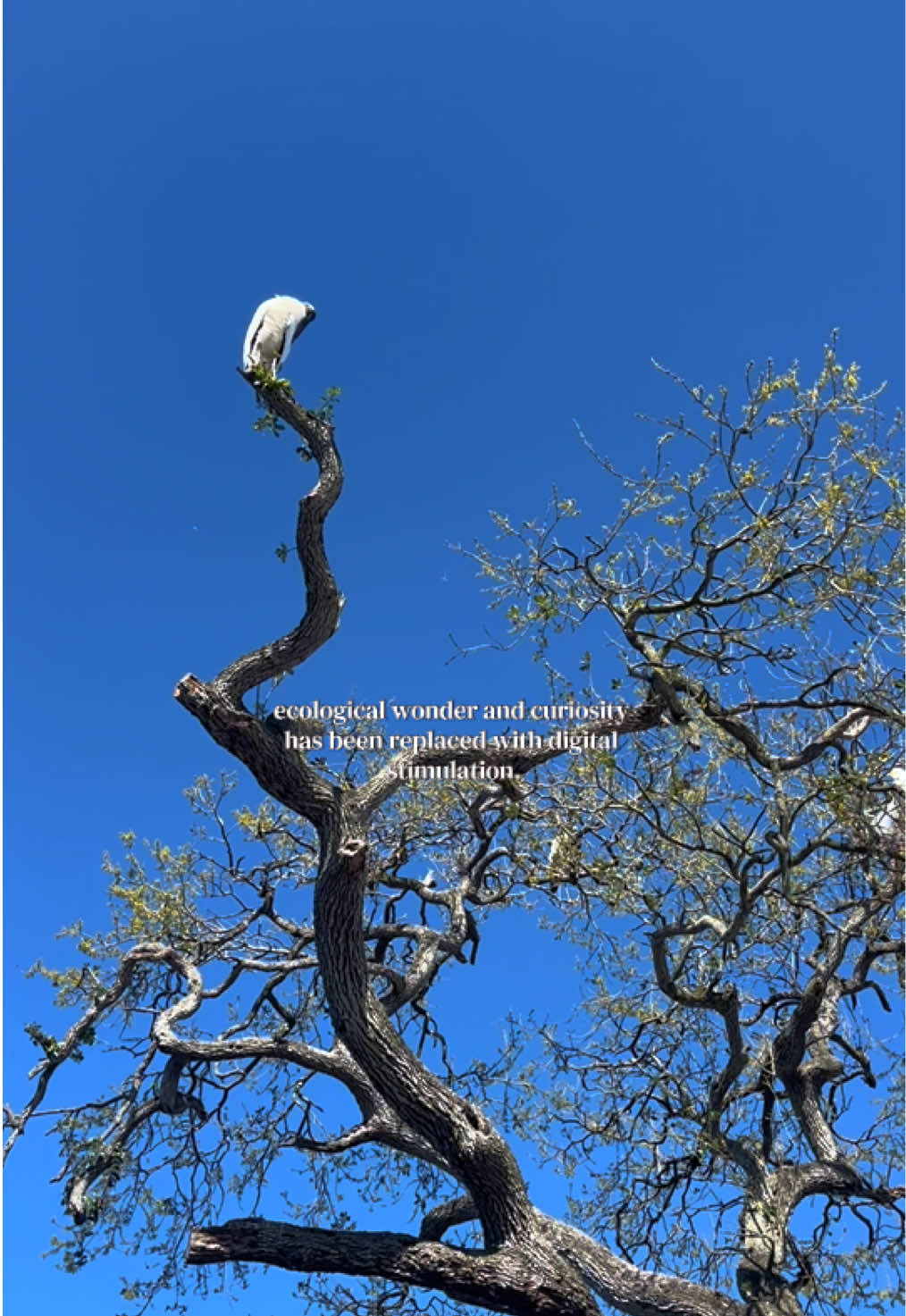@earthly conservations