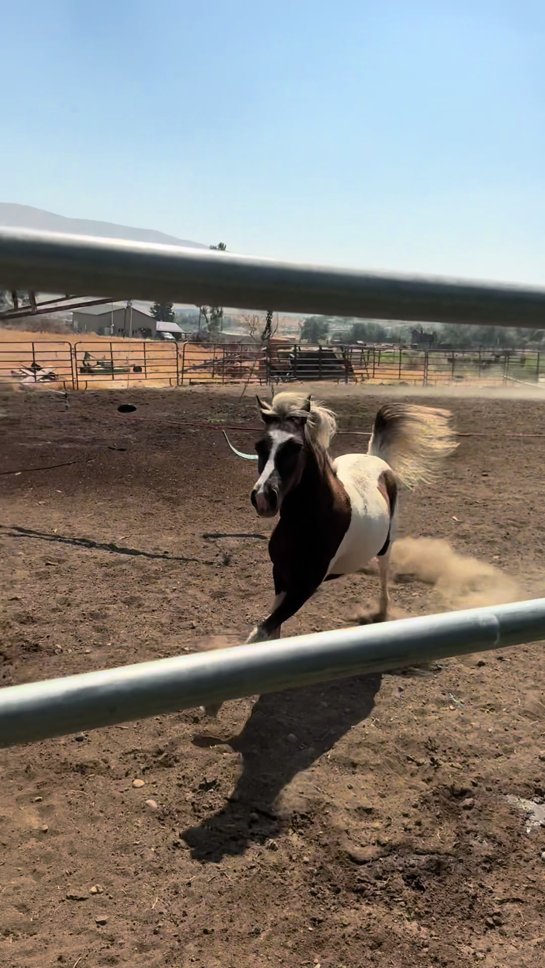 @Hot Sauce the Mini horse 🐎