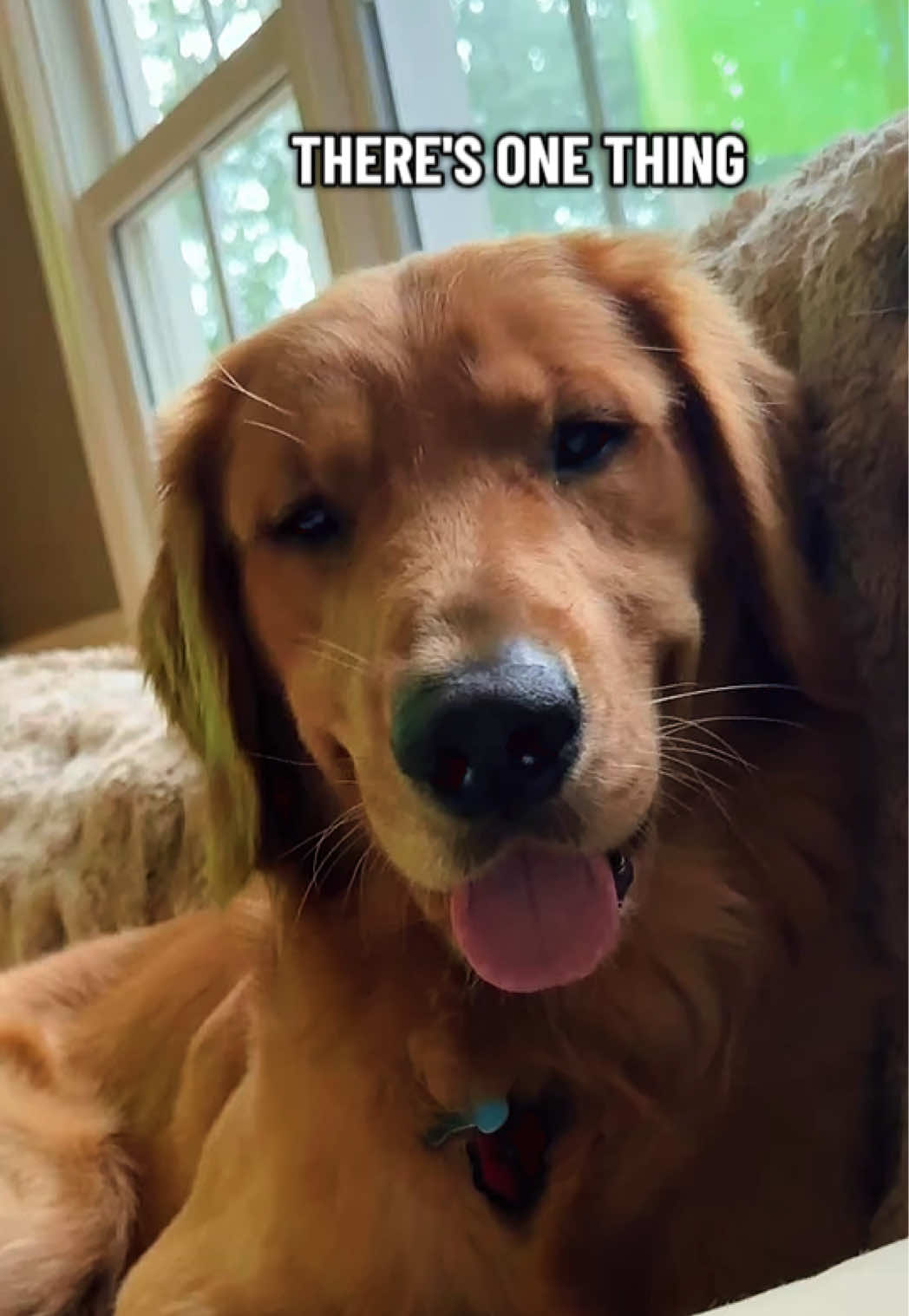 @Charlie the Golden