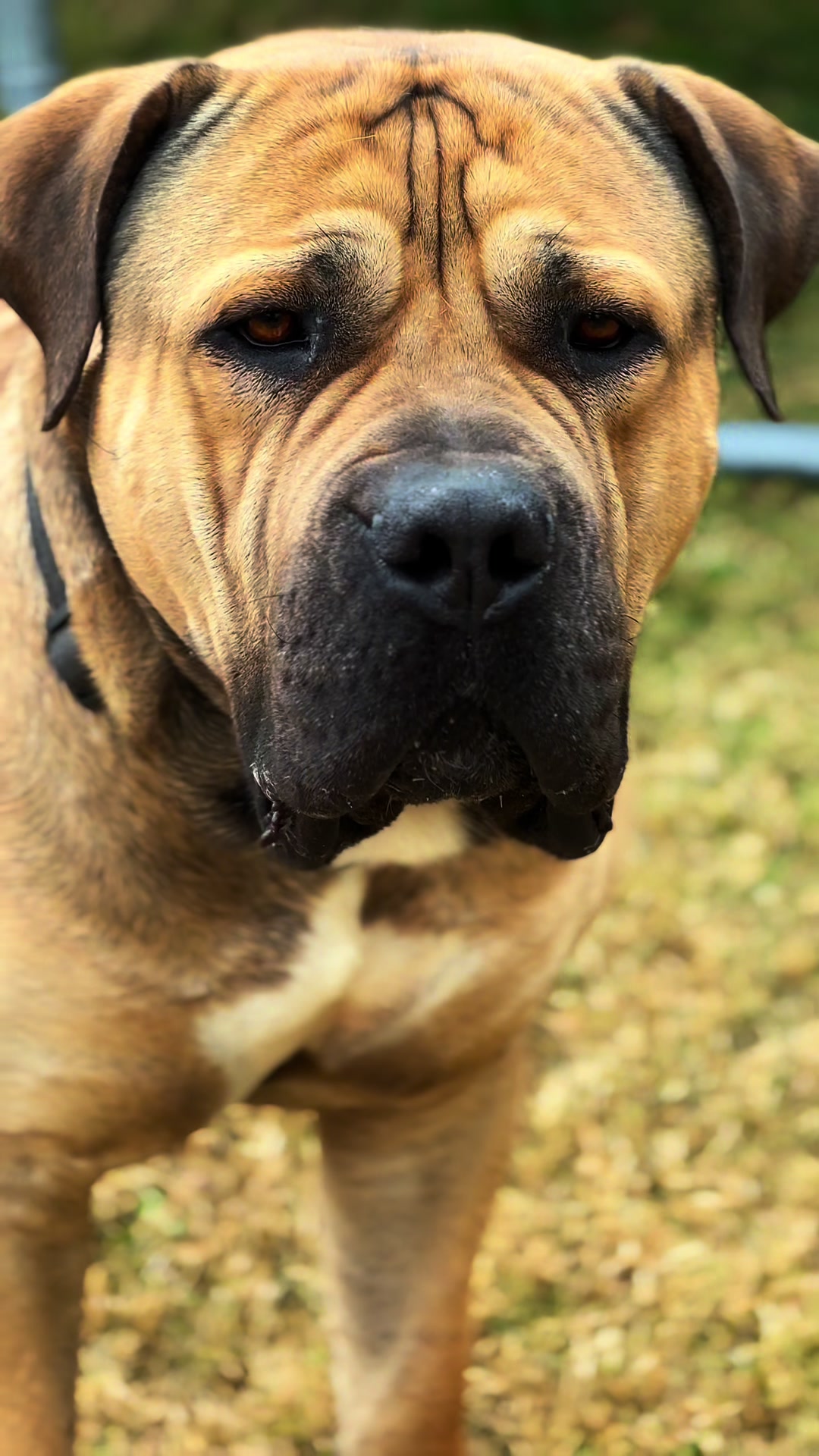 @CommCanine