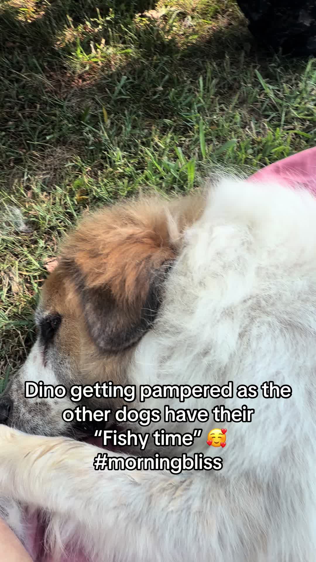 @NonniesFunnyFarm