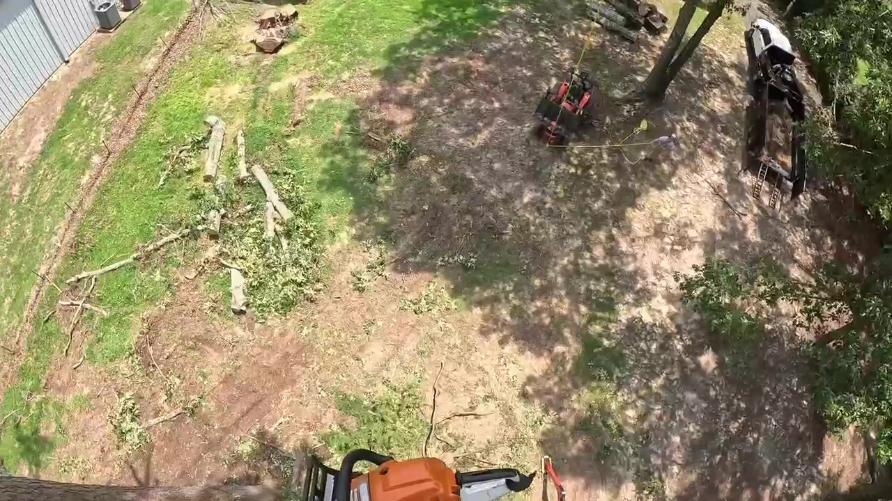 @The Tree Assassins