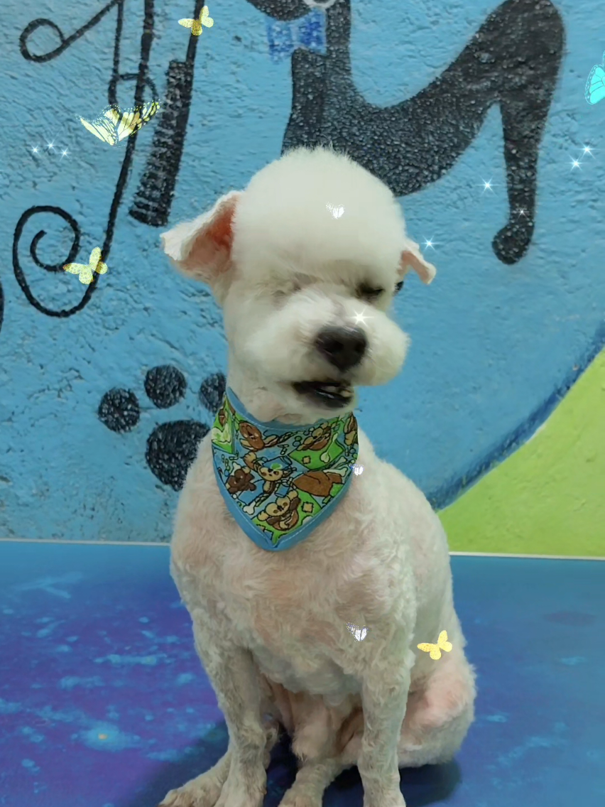 @💈🐾DOG GROOMER🐾💈