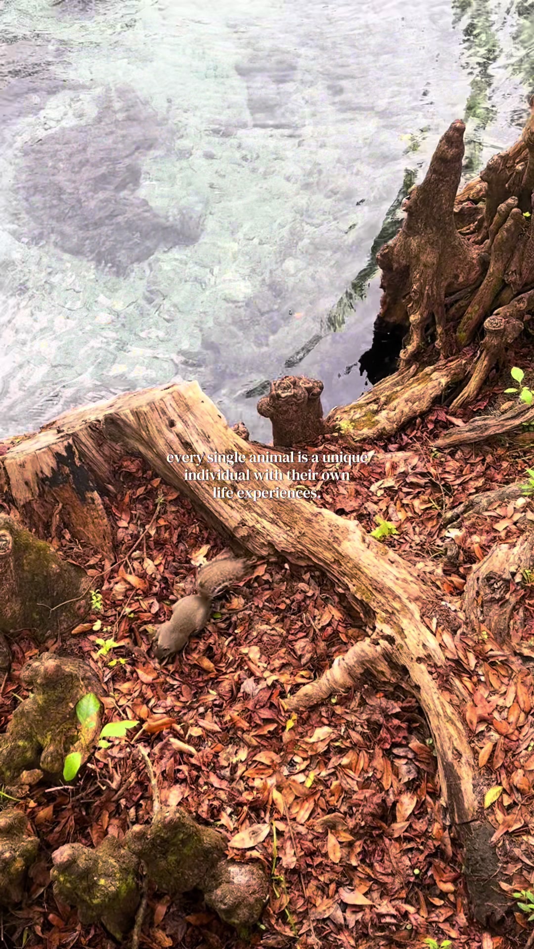 @earthly conservations