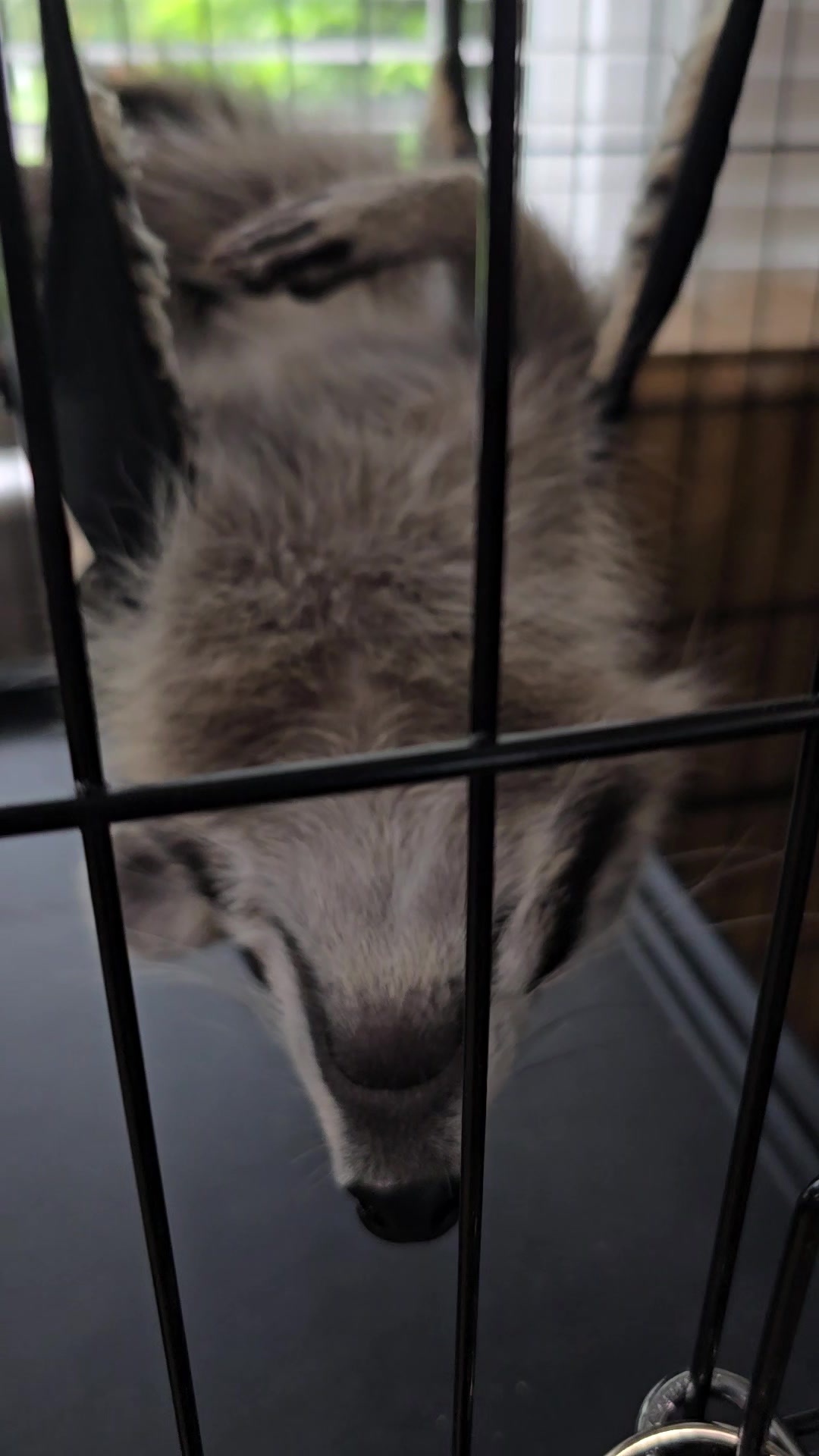 @Roxanne the Raccoon