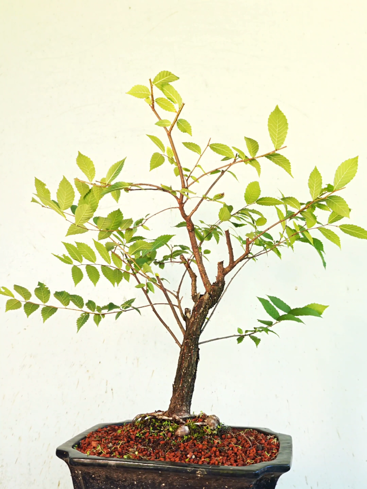 @Bryan Loves Bonsai