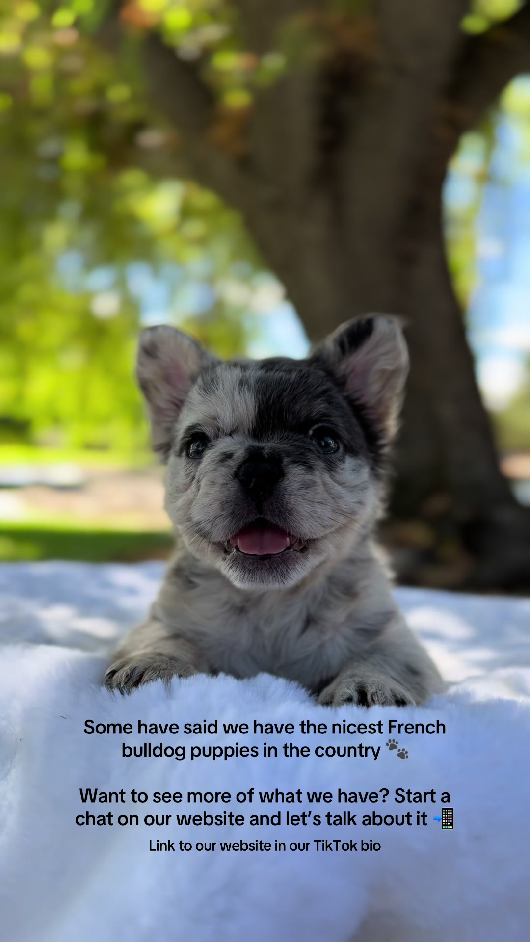 @TheFrenchieShop
