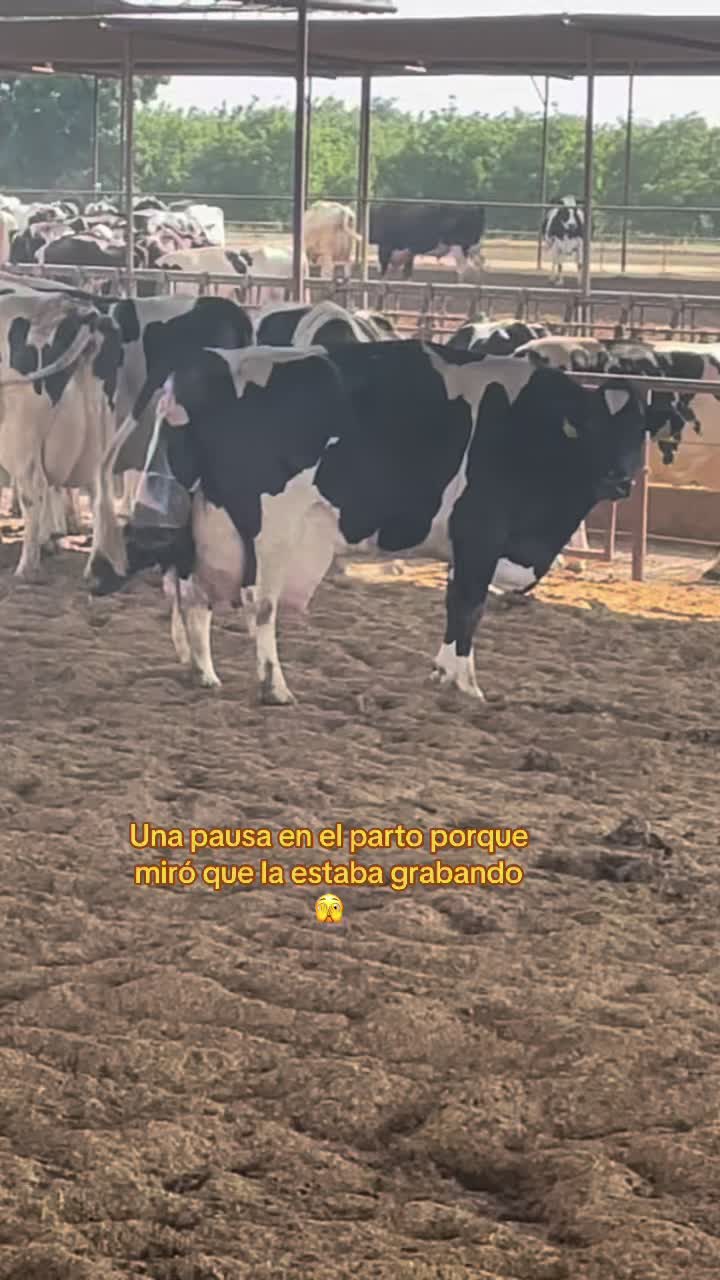 @El chespi🐄