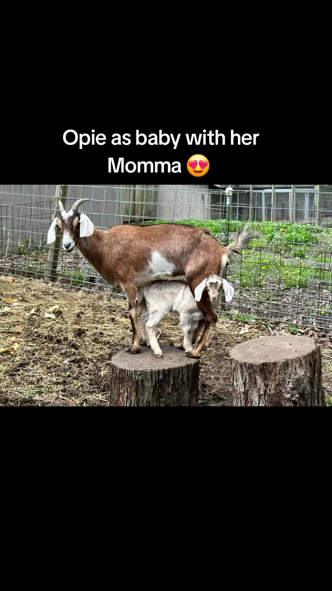 @HarmonyHillFarmSanct