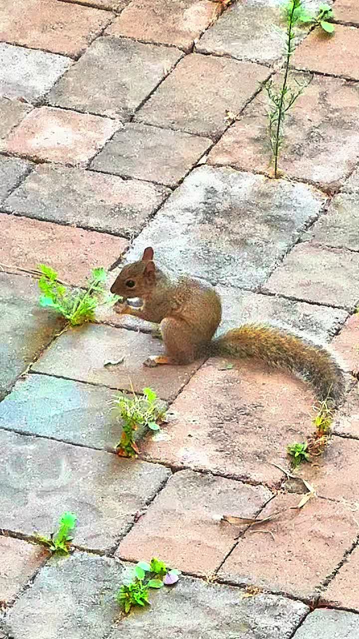 @DailyDoseOfSquirrels