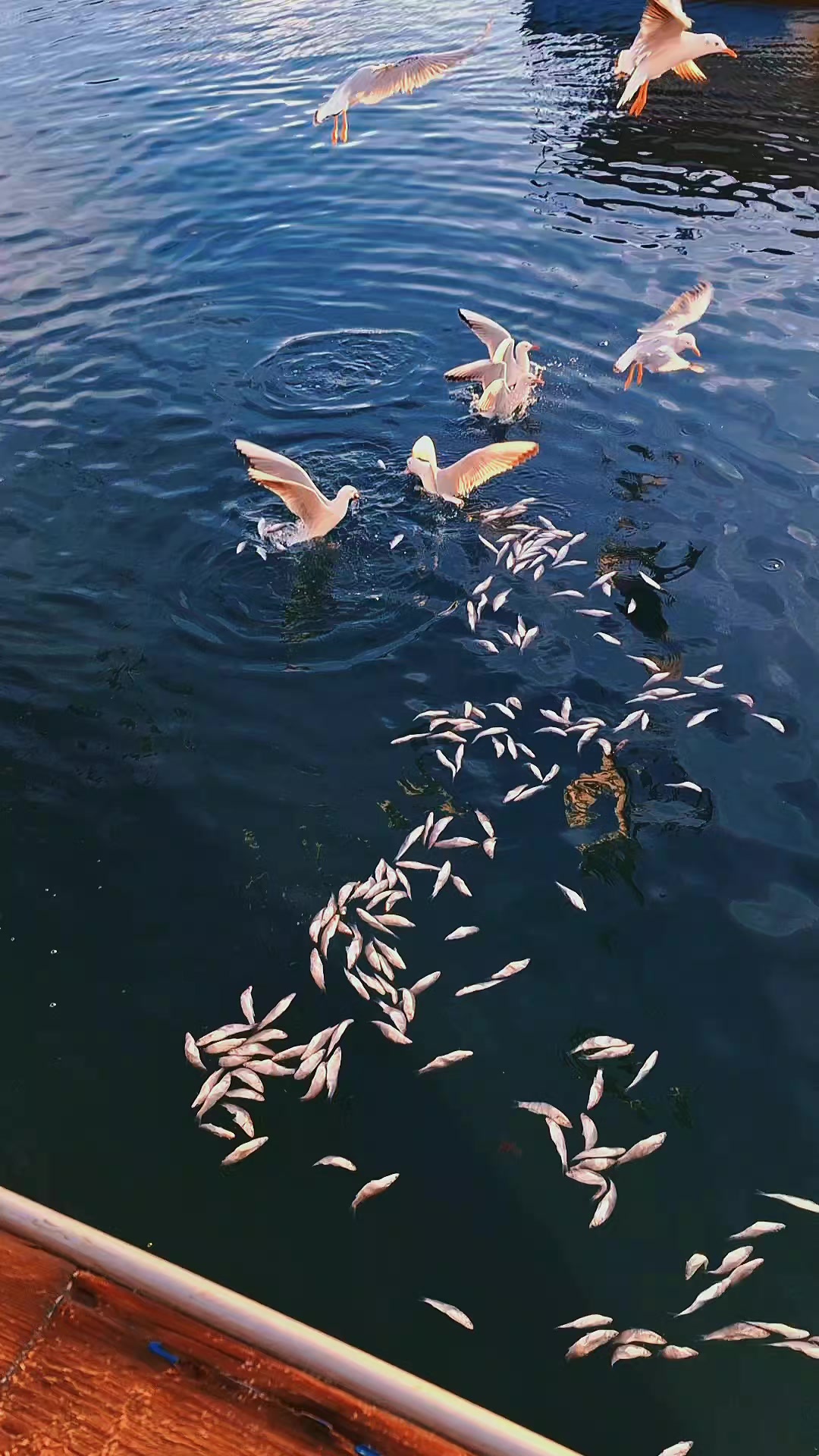 @حفيظي أمين