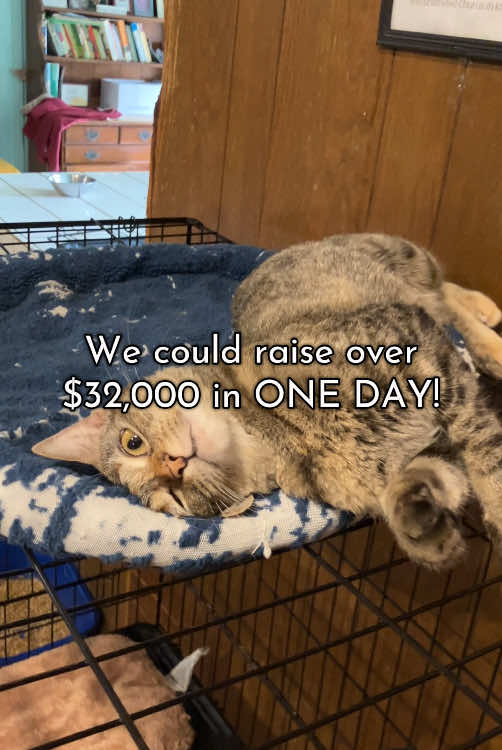 @Adoptacatinc
