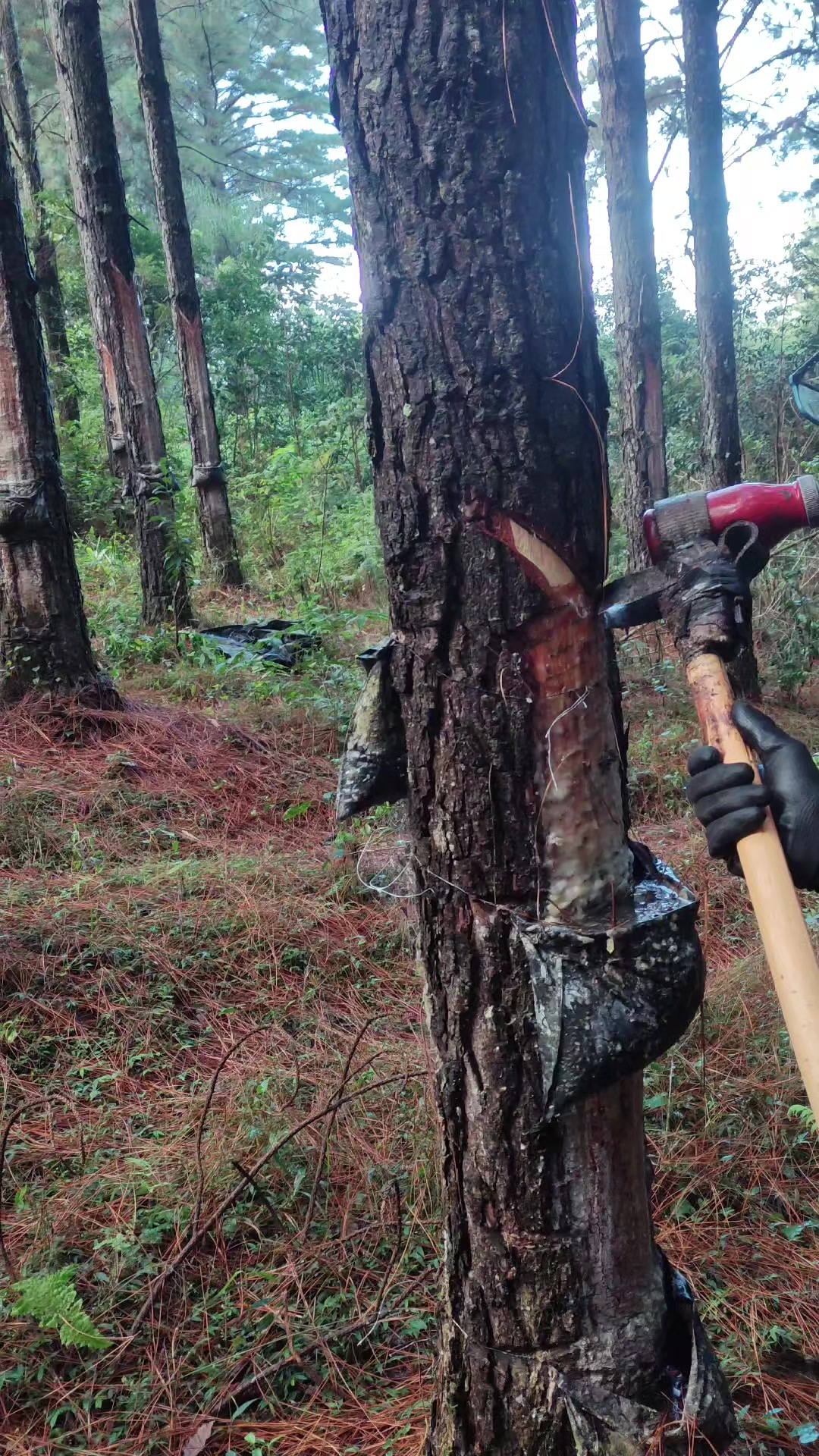 @WHresinas 🌲🛢️